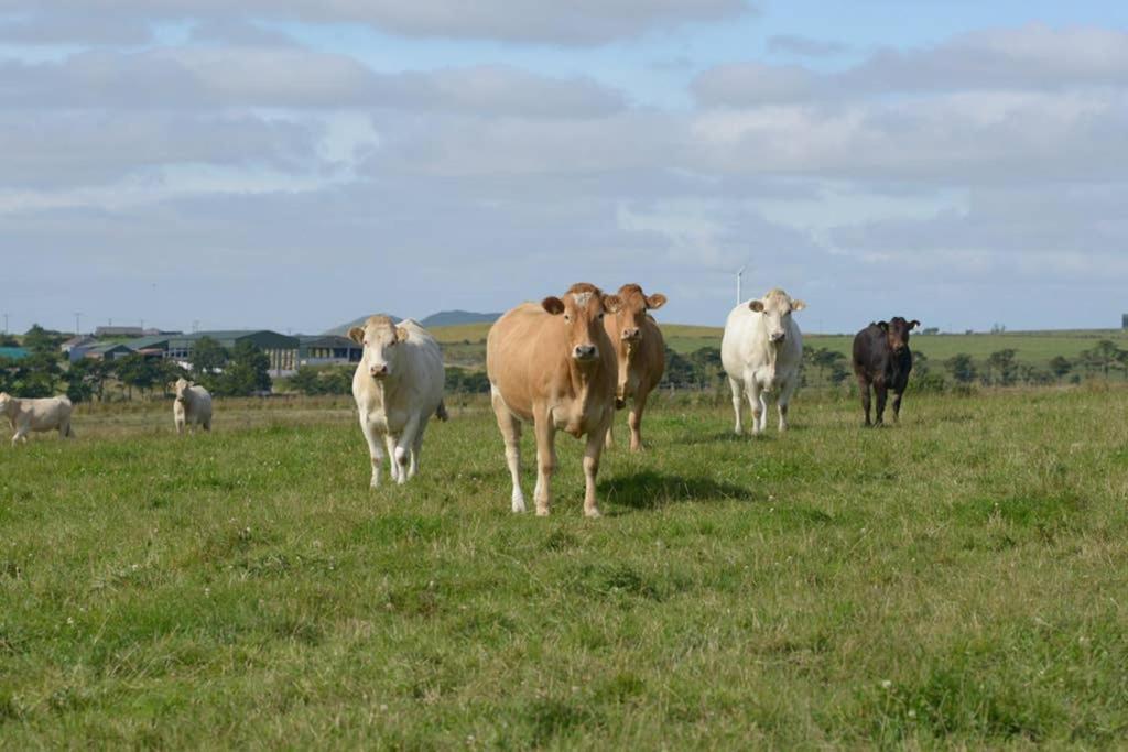 Knightsward Farm Near St Andrews, Scotland Villa Anstruther Exteriör bild